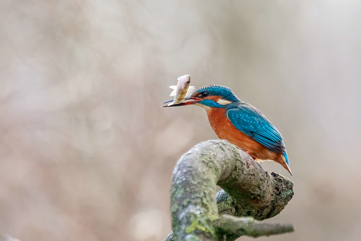 Eisvogel