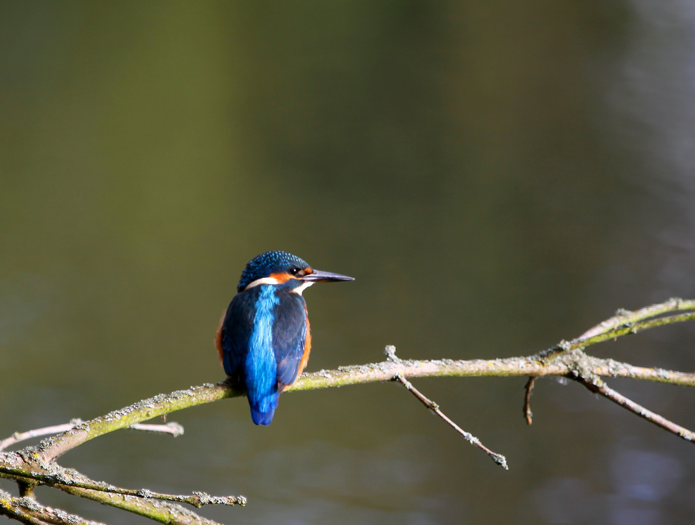 Eisvogel