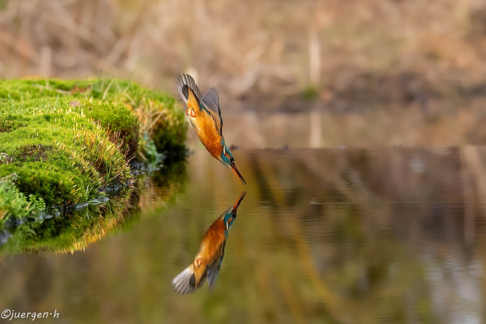 Eisvogel..