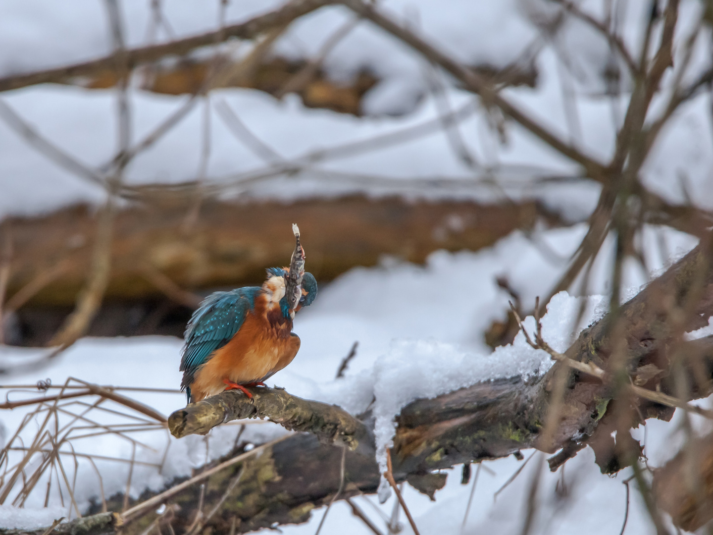 Eisvogel