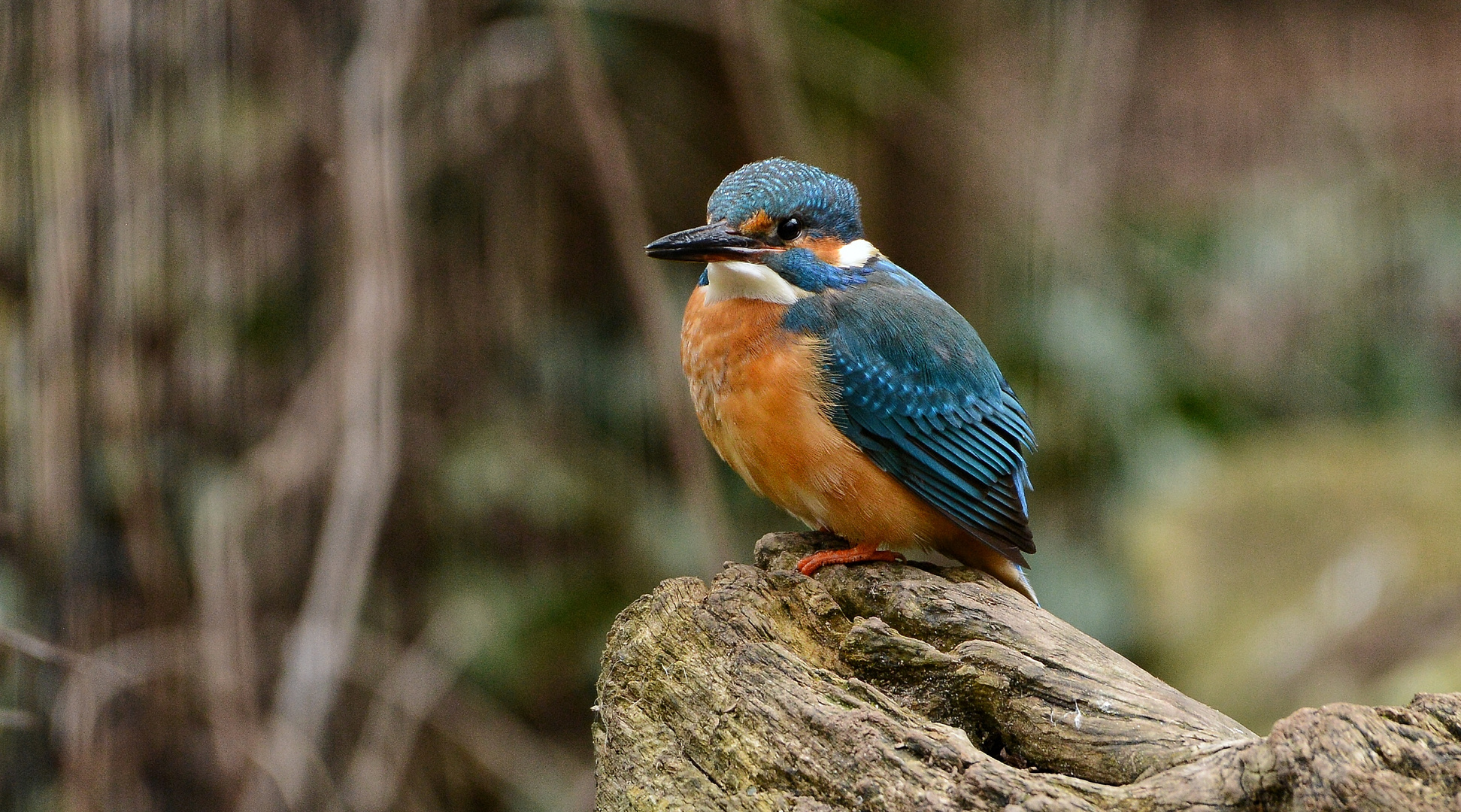 Eisvogel ….