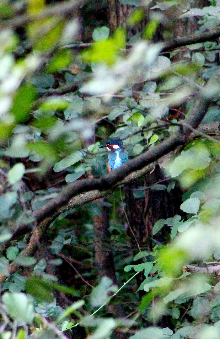 Eisvogel