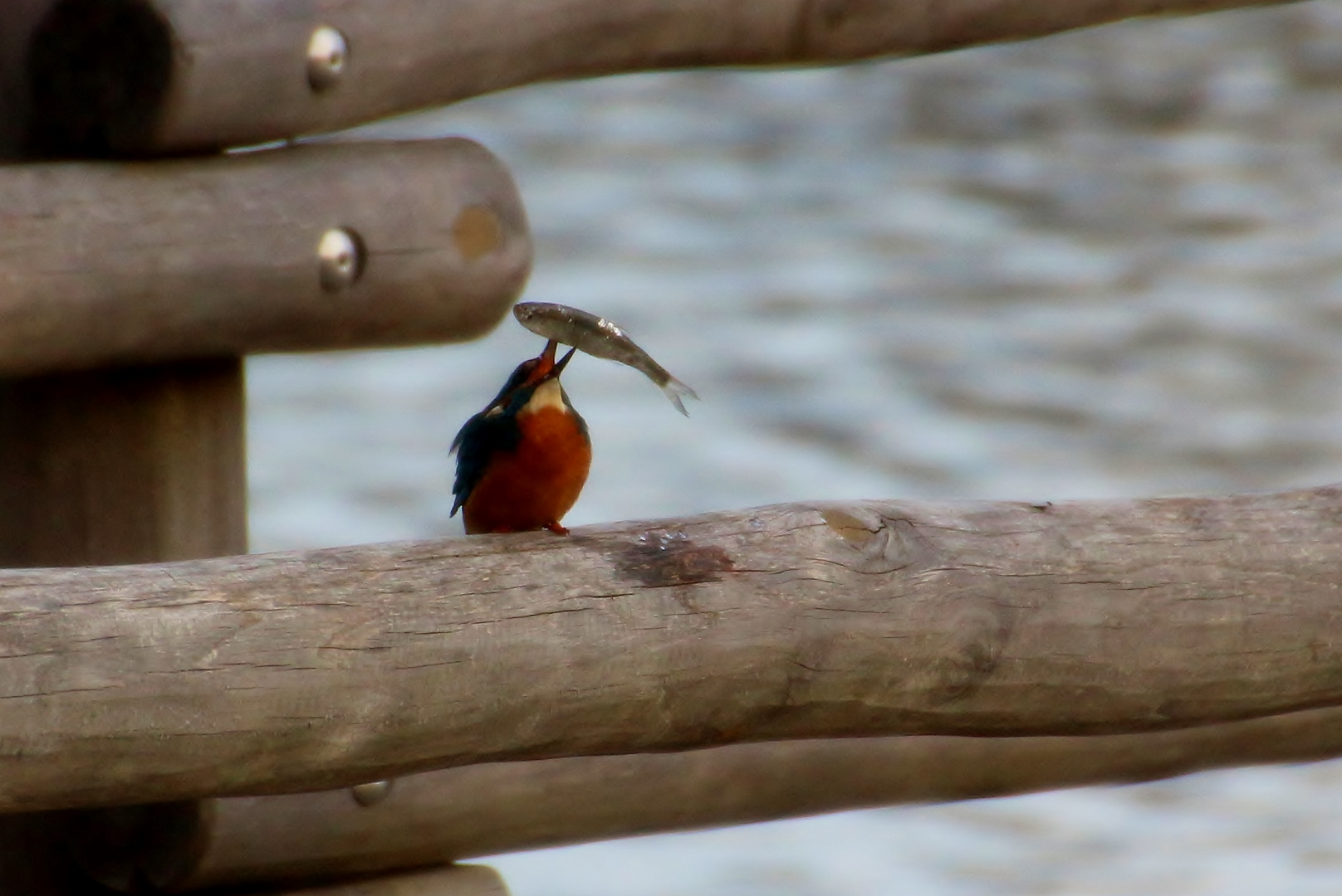 Eisvogel.......