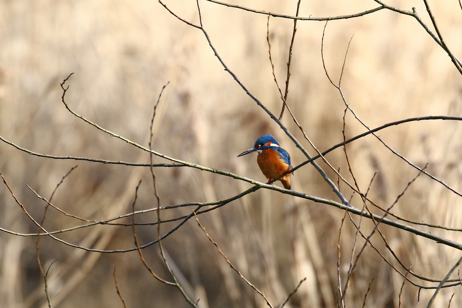 Eisvogel