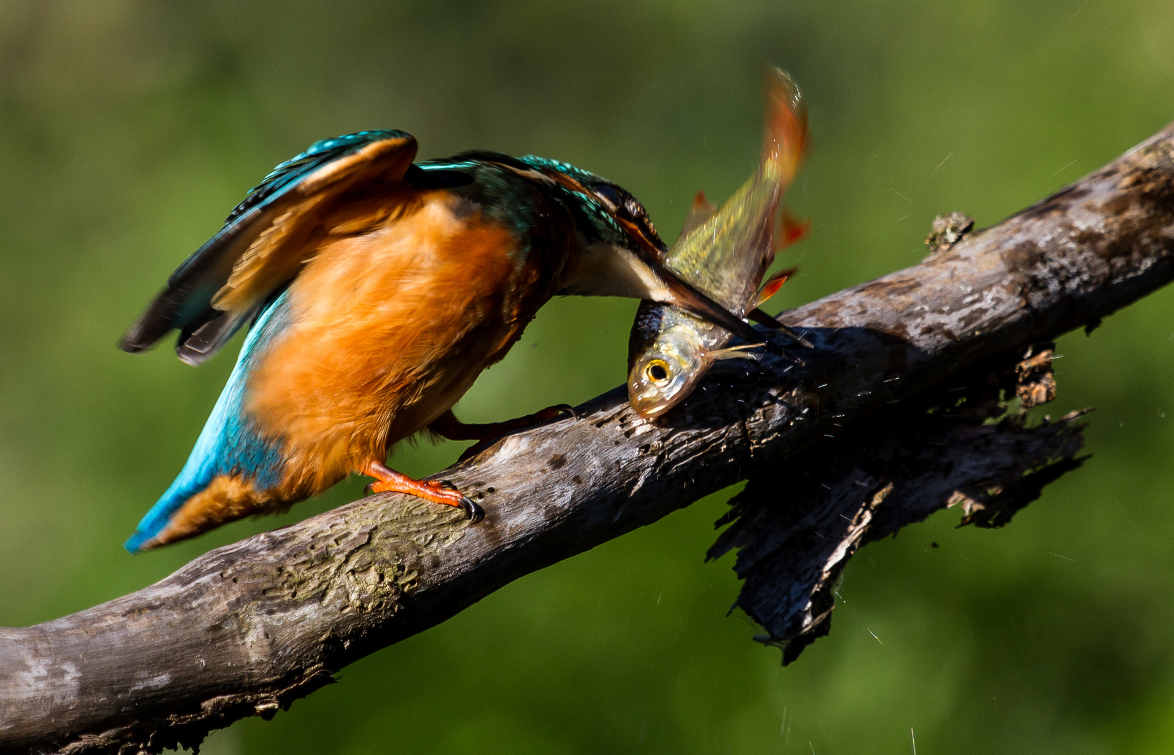 Eisvogel