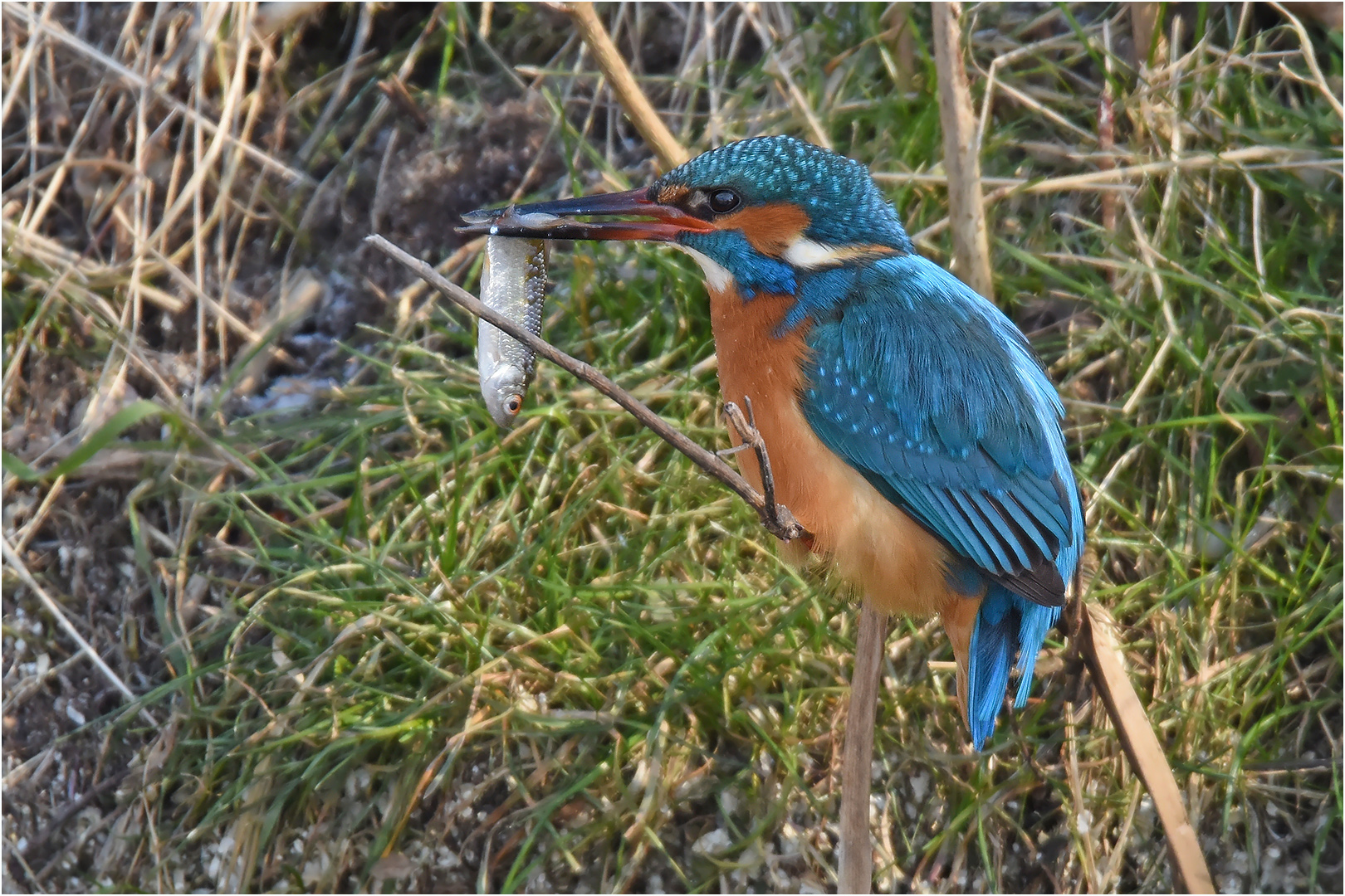 Eisvogel