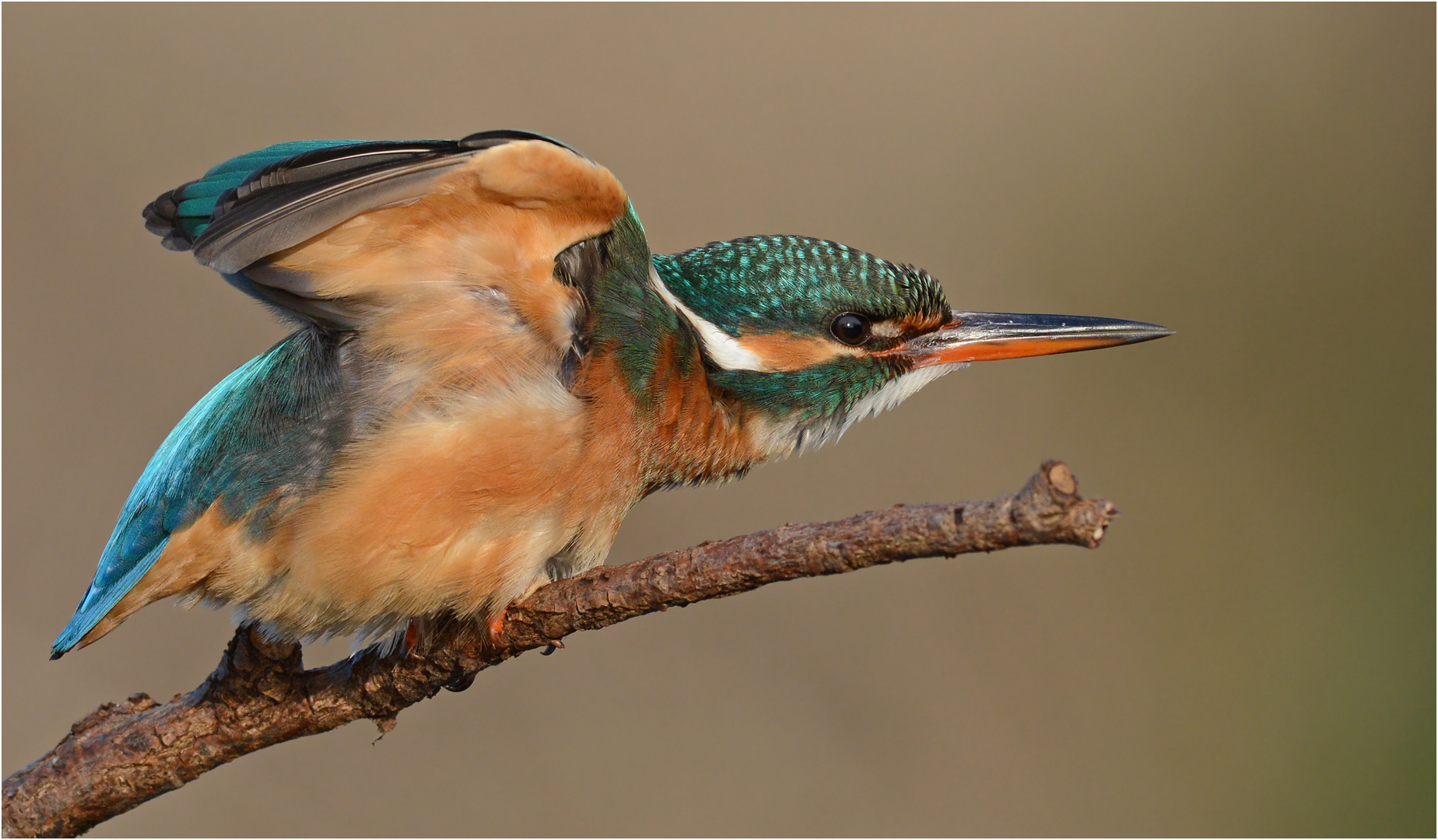 Eisvogel