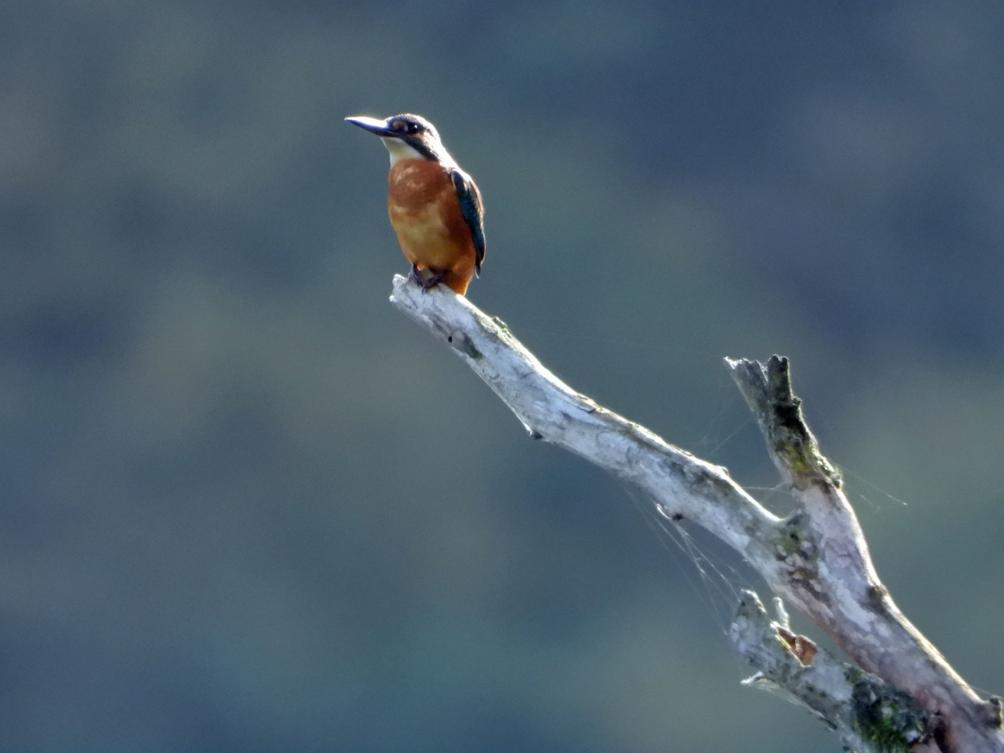 Eisvogel