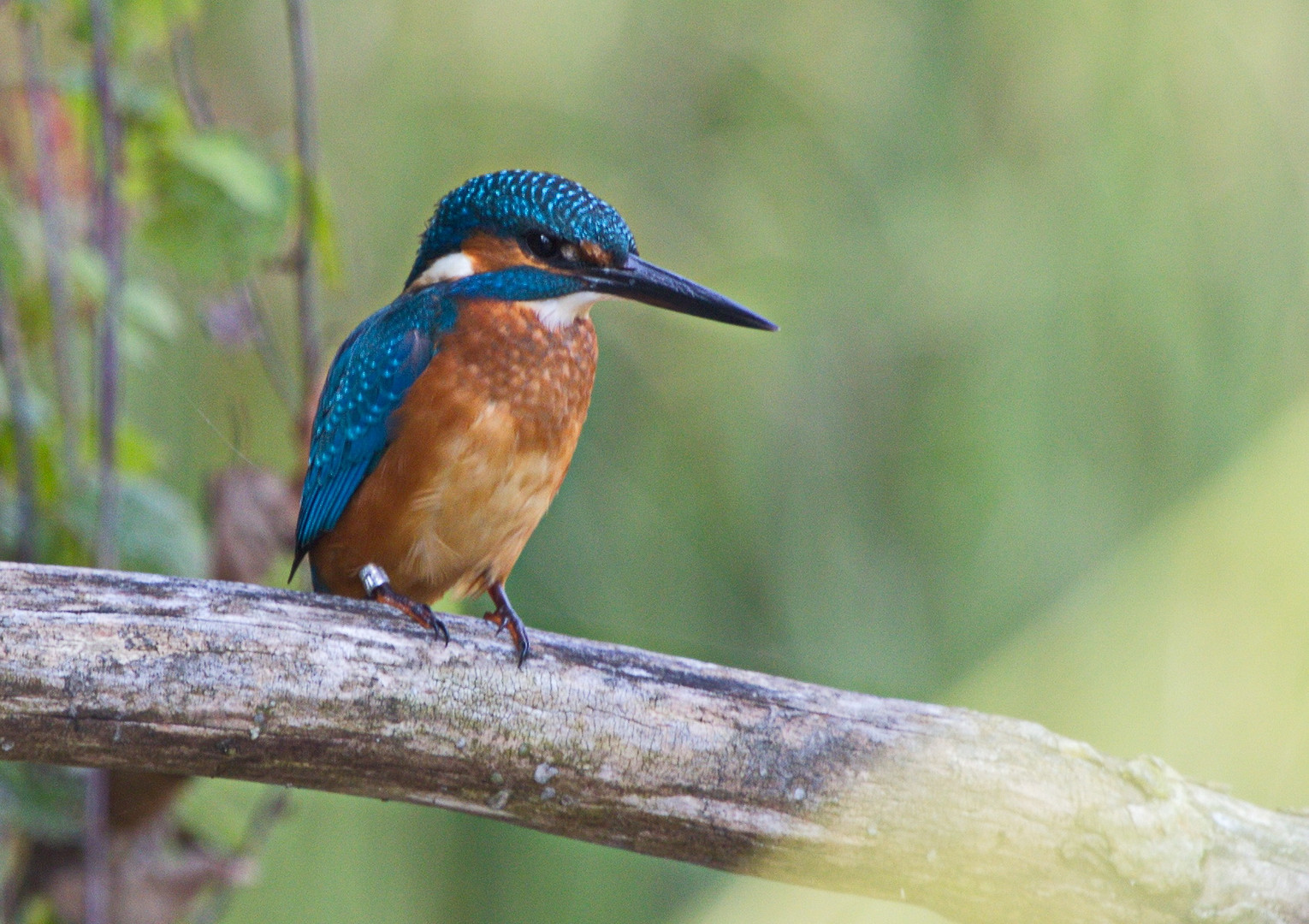 Eisvogel