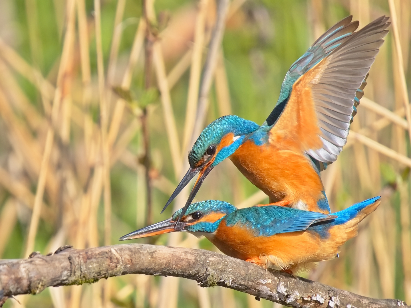 Eisvogel 4/5 - Jetzt geht es rund!!!