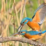 Eisvogel 4/5 - Jetzt geht es rund!!!