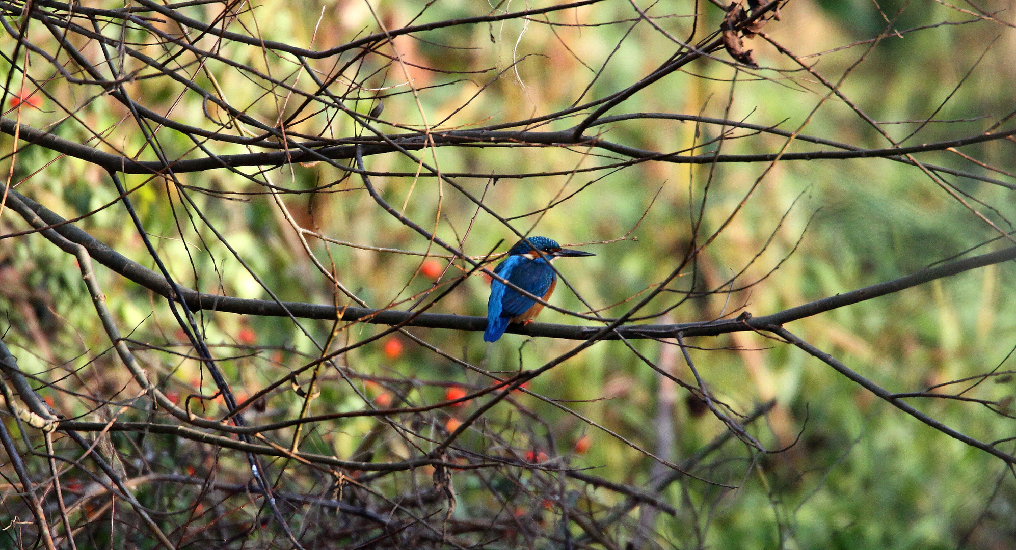 Eisvogel