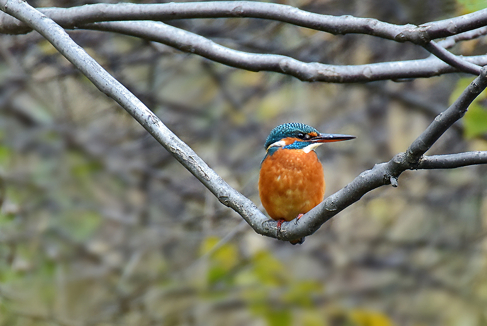 Eisvogel