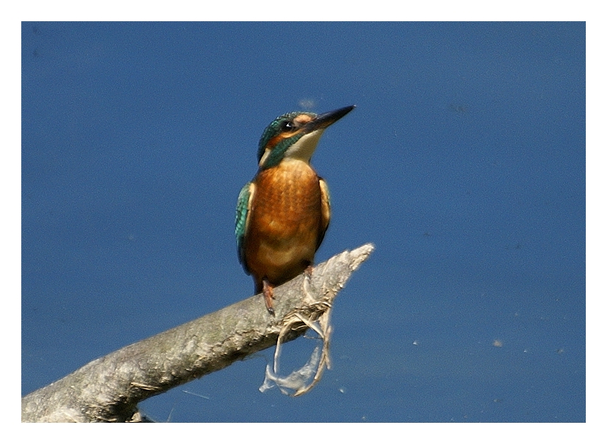 Eisvogel