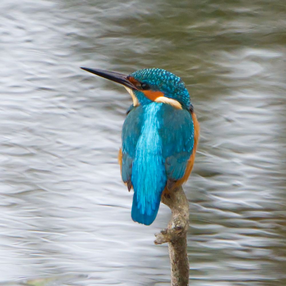 Eisvogel