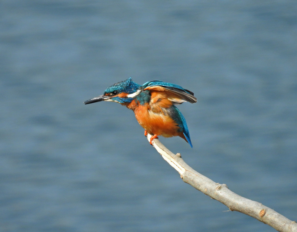 Eisvogel...