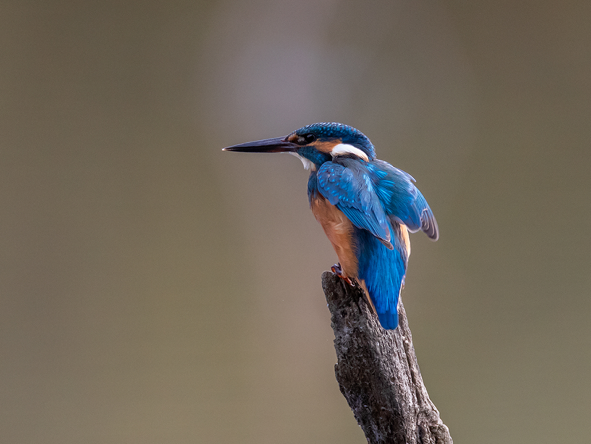 Eisvogel