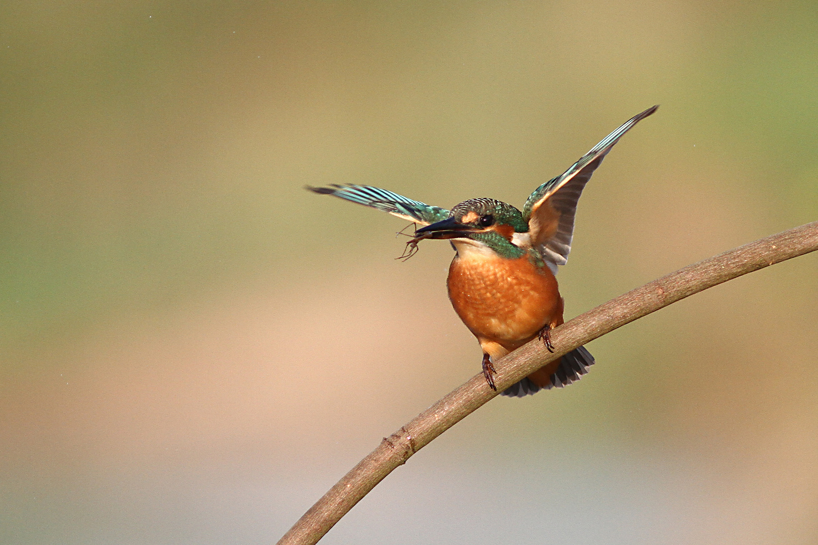 Eisvogel