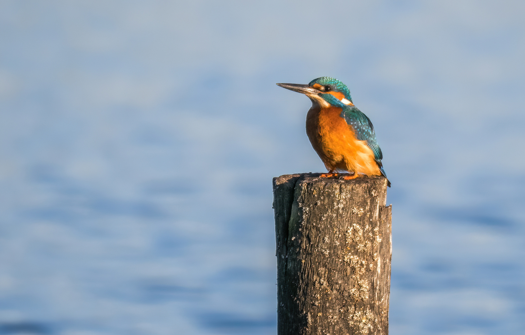 "EISVOGEL"