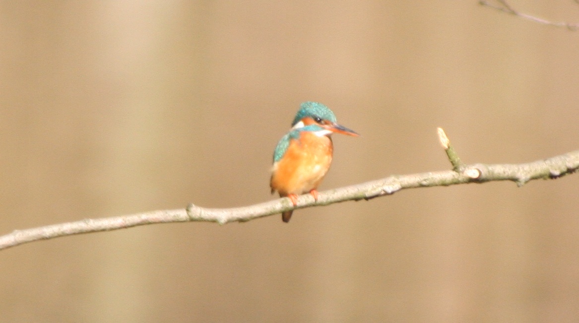 Eisvogel