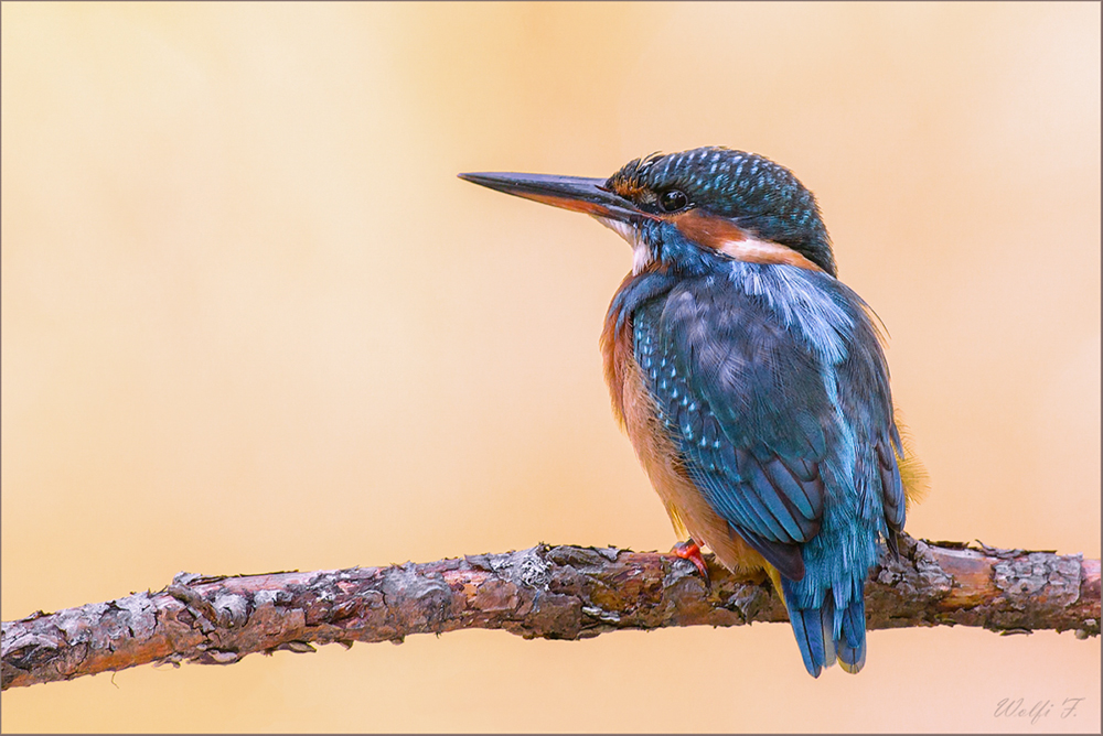 Eisvogel