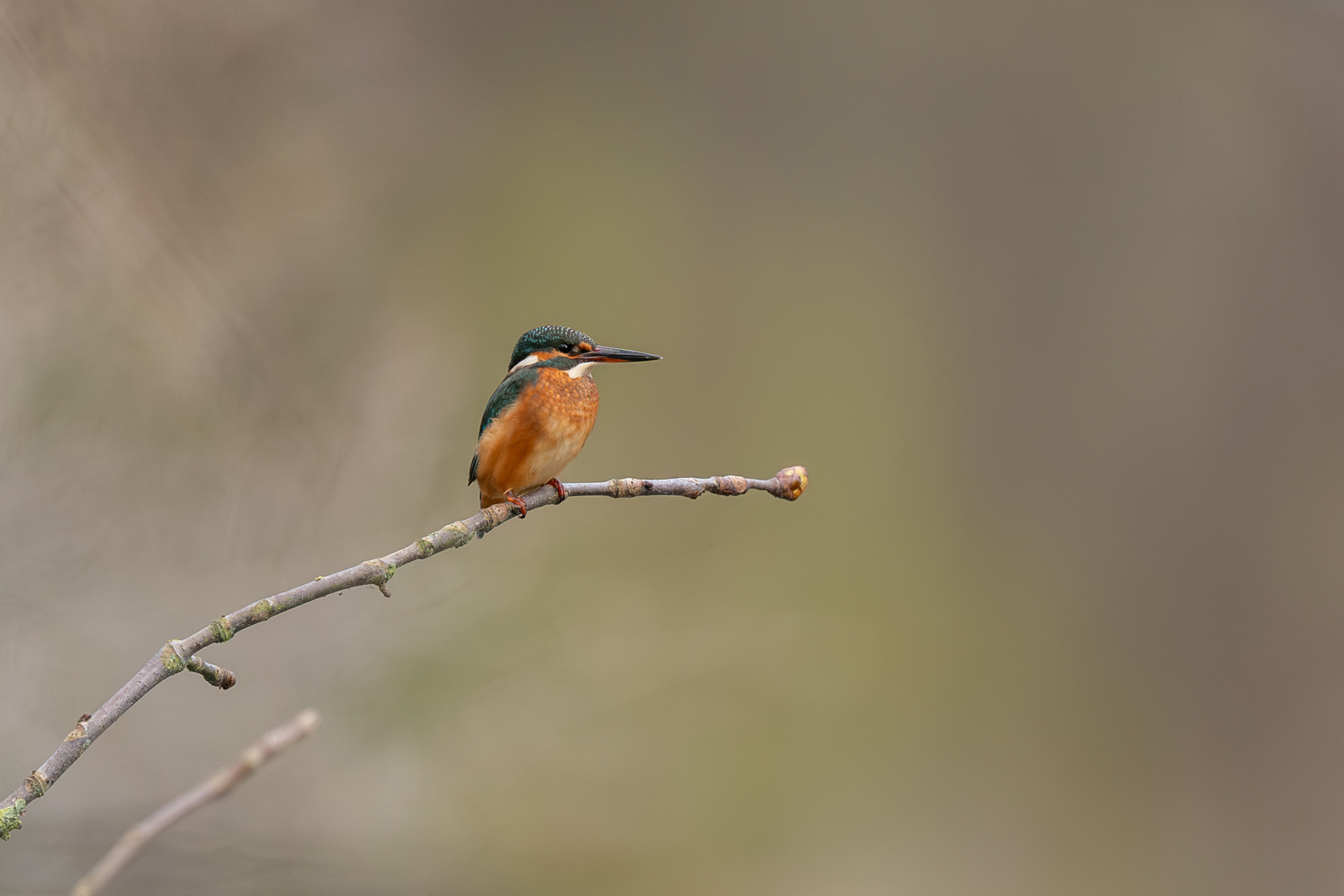 Eisvogel