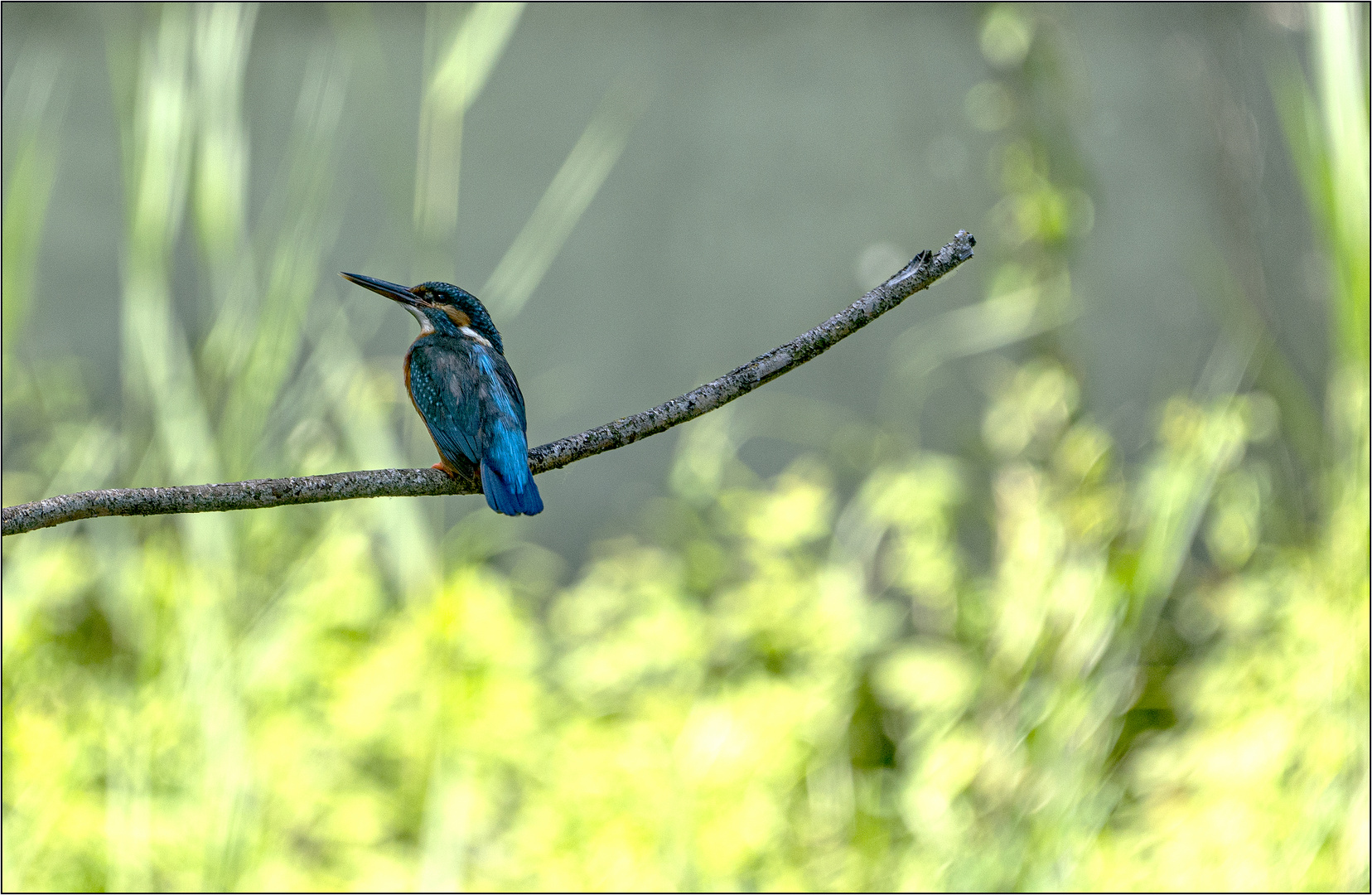 Eisvogel