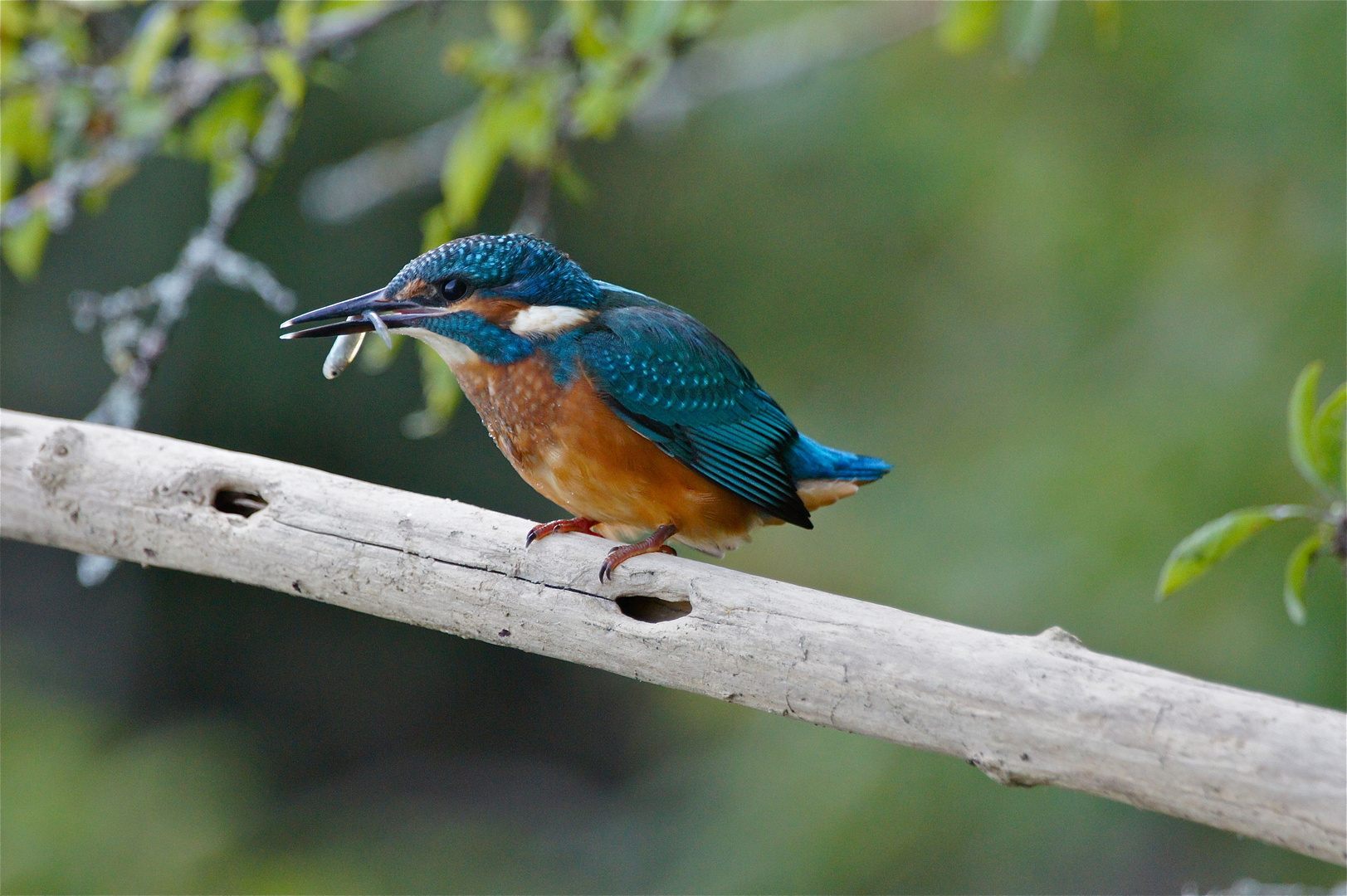 Eisvogel