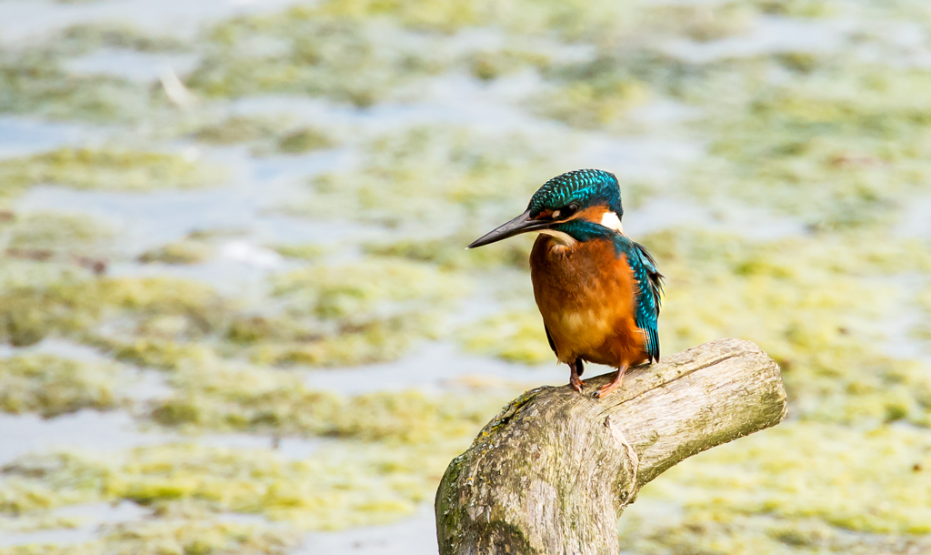 Eisvogel