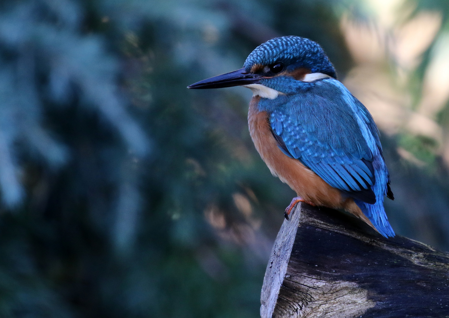 Eisvogel