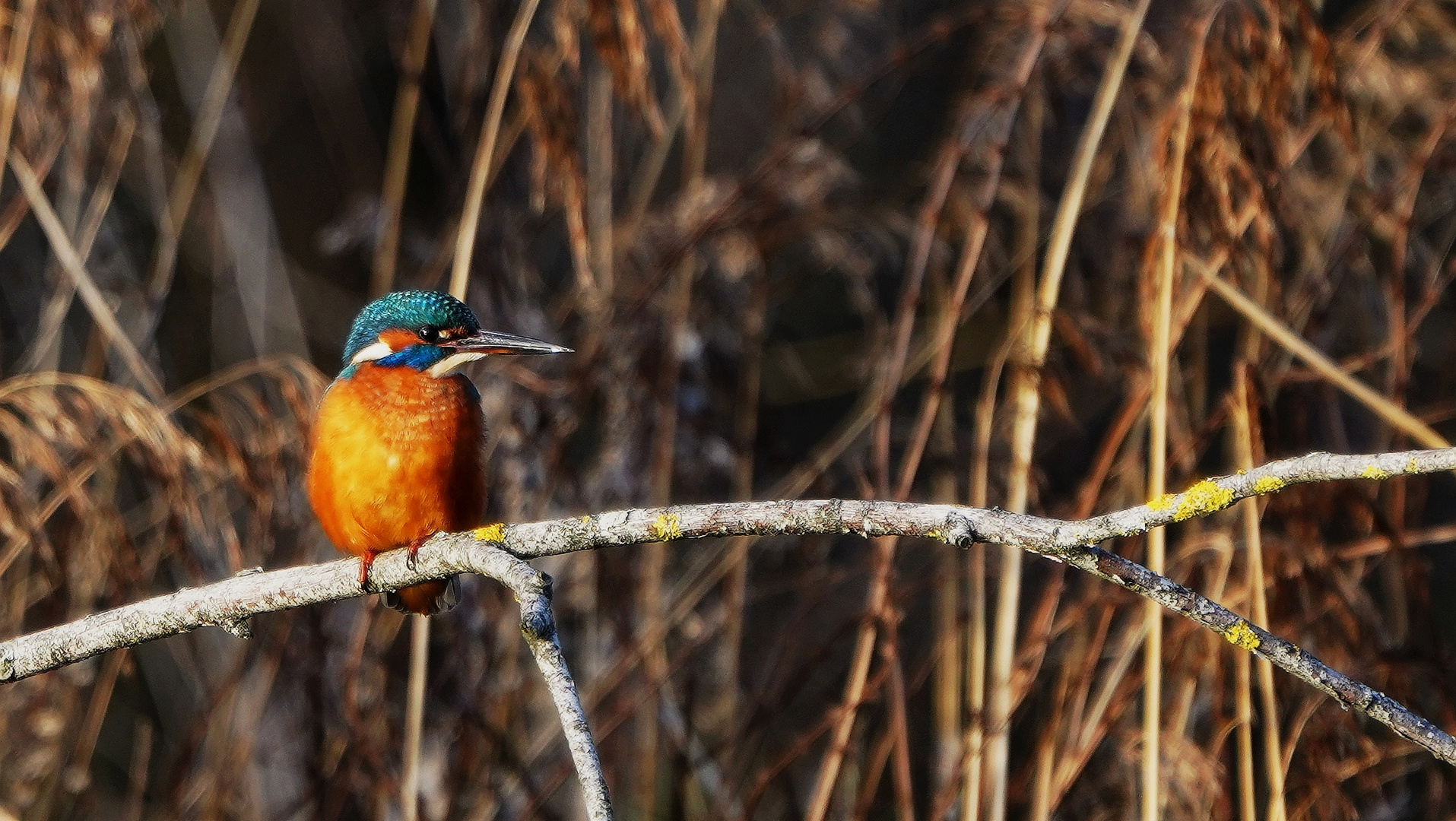 Eisvogel.