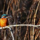 Eisvogel.