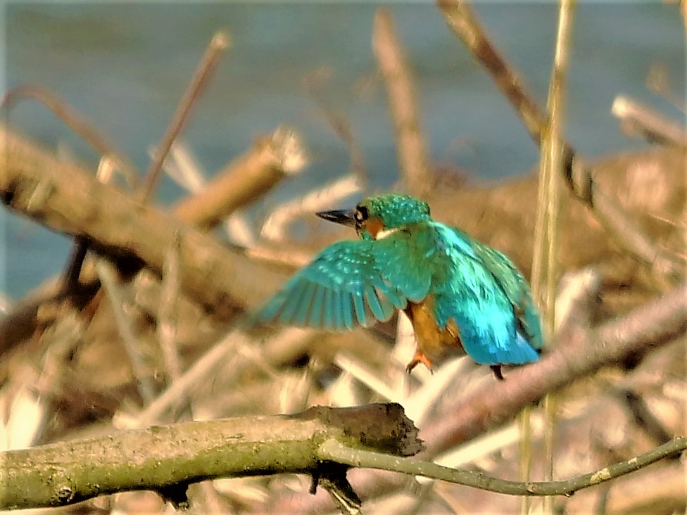 Eisvogel