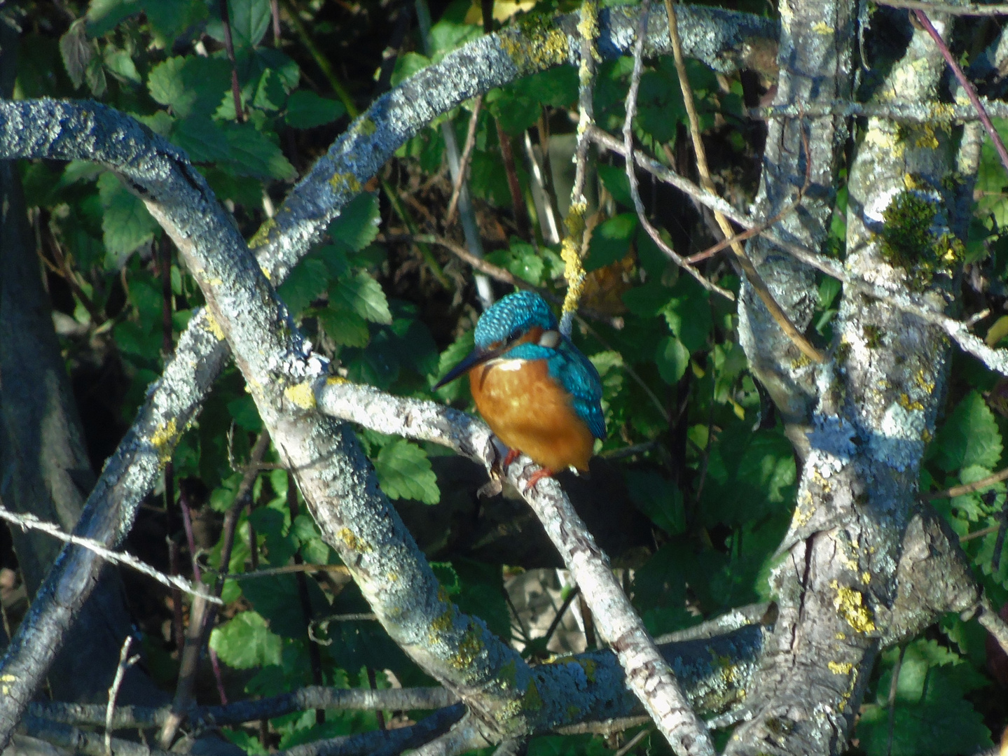 Eisvogel