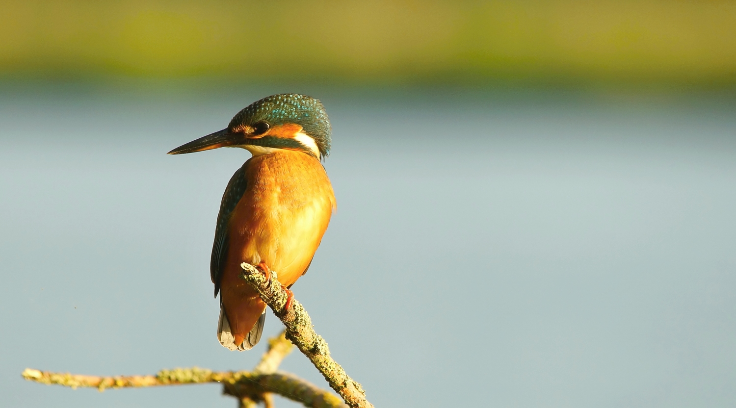 Eisvogel