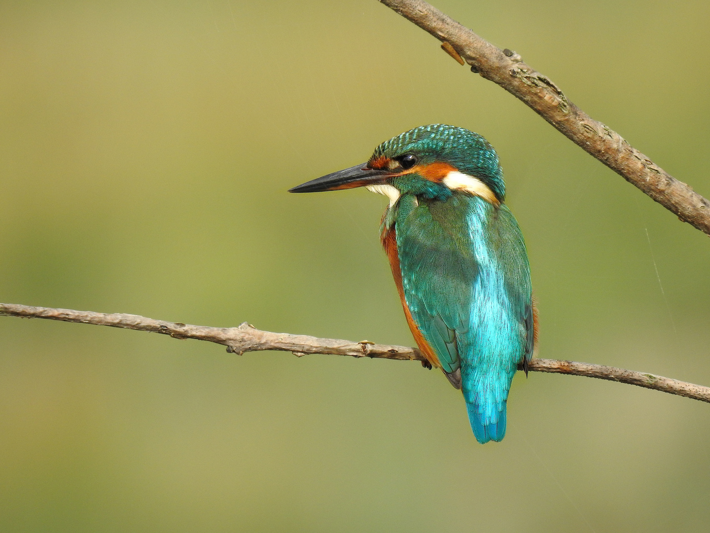 Eisvogel