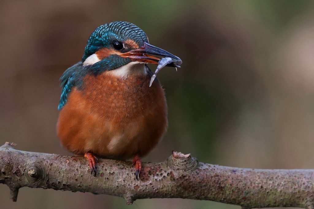 Eisvogel