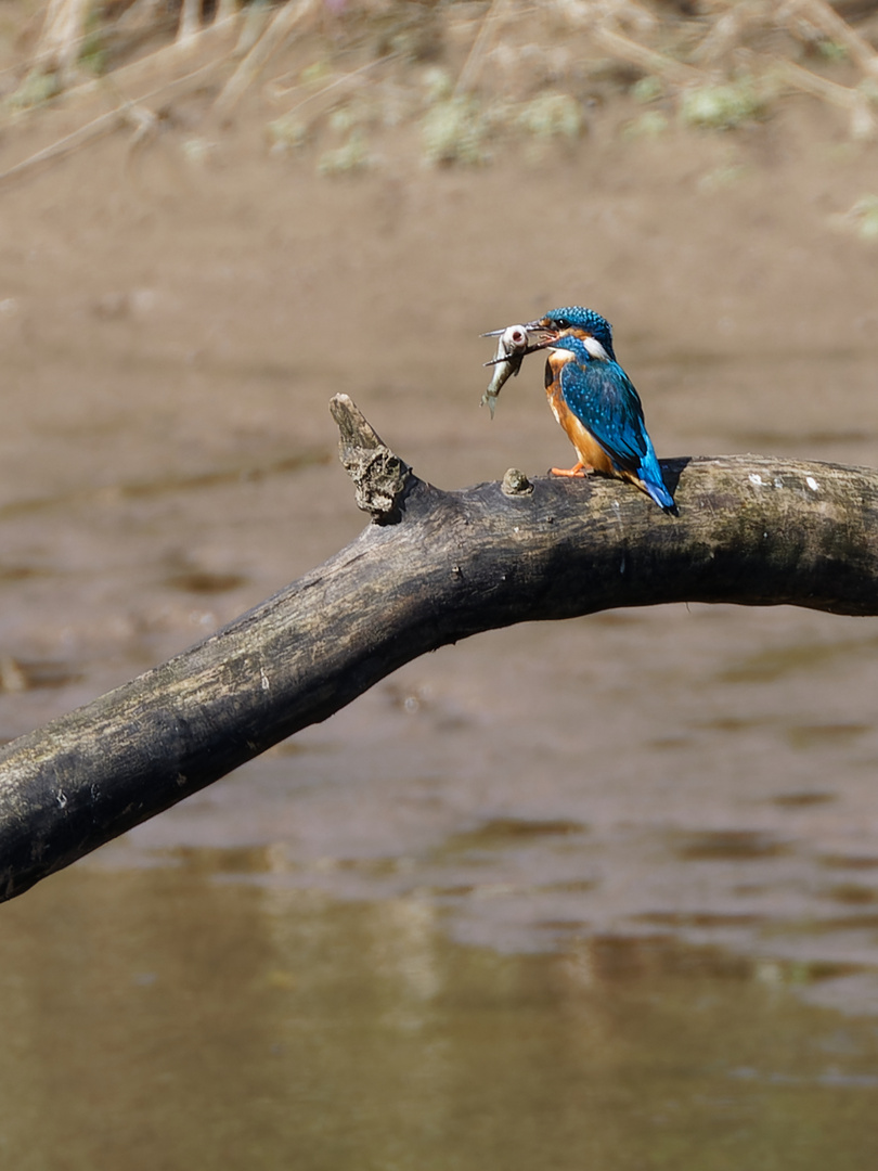 Eisvogel 