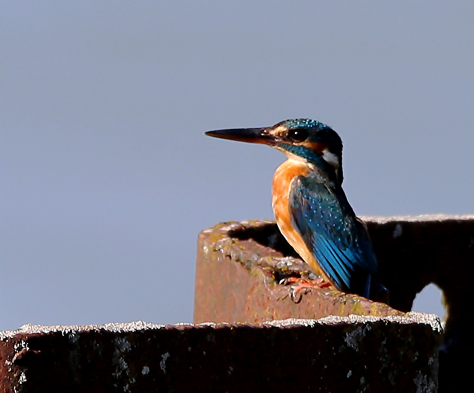 eisvogel