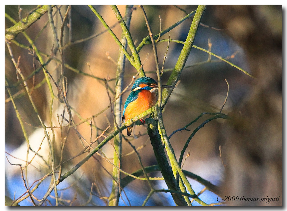 Eisvogel