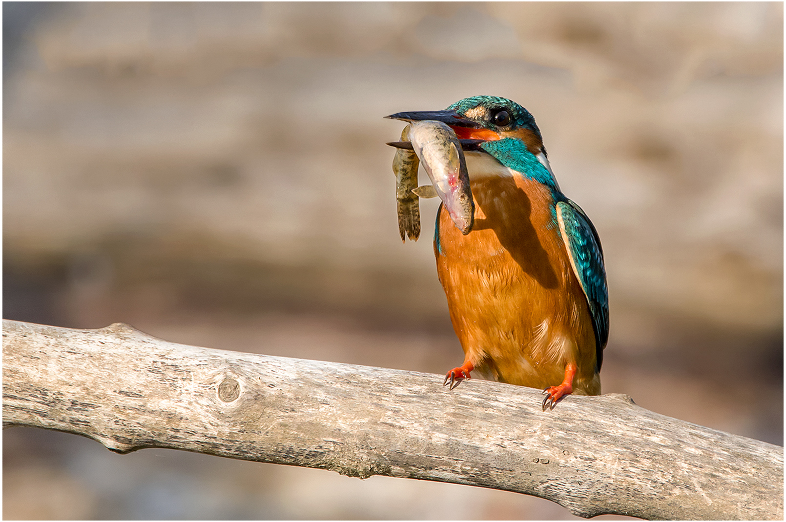 Eisvogel