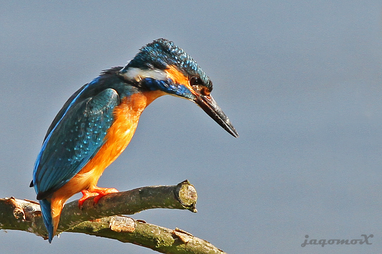 Eisvogel