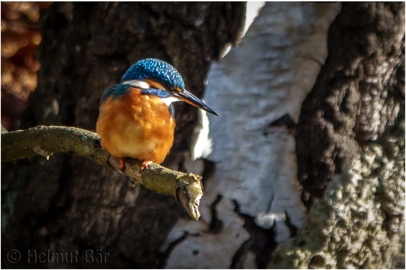 Eisvogel