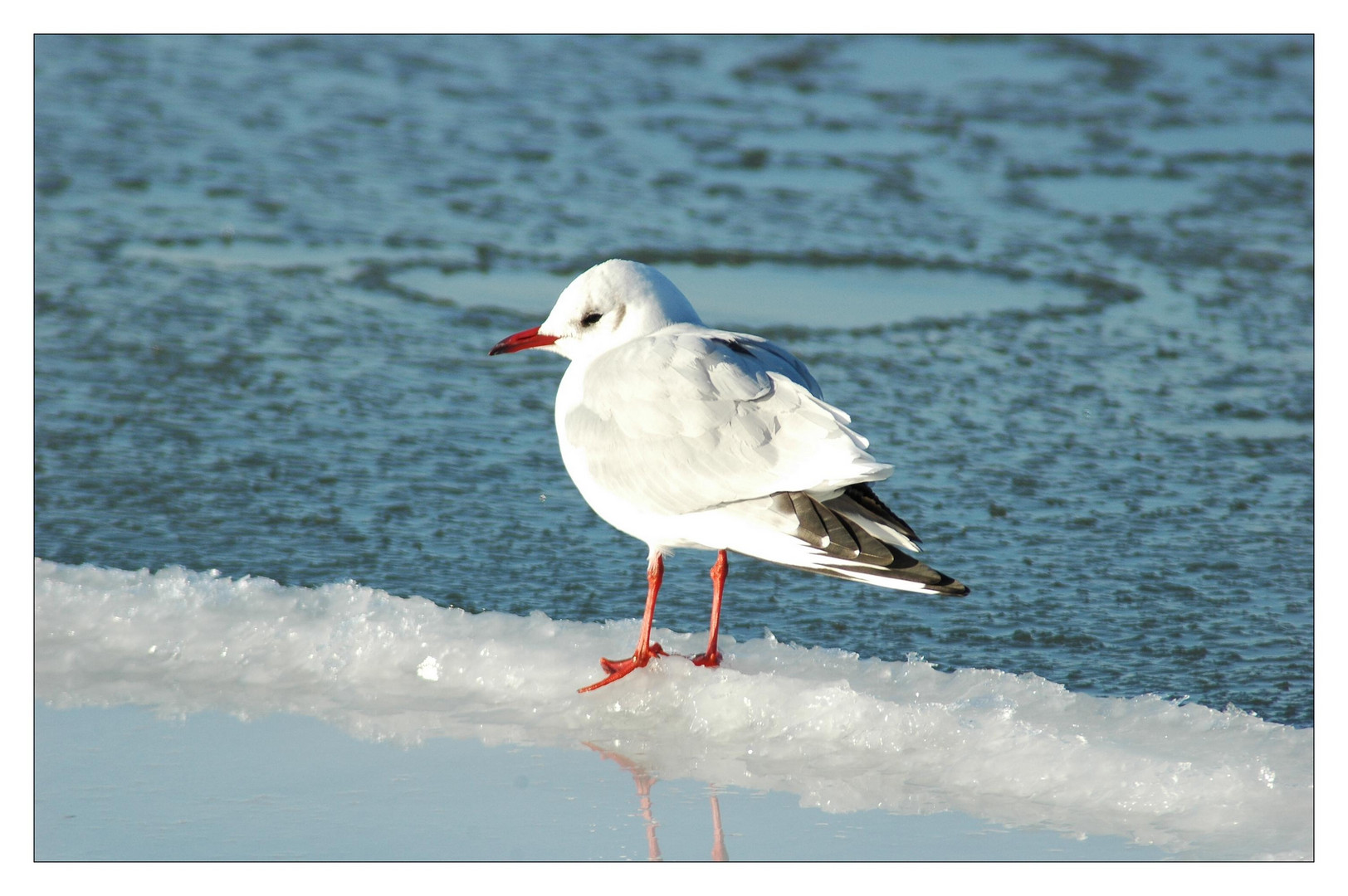 Eisvogel