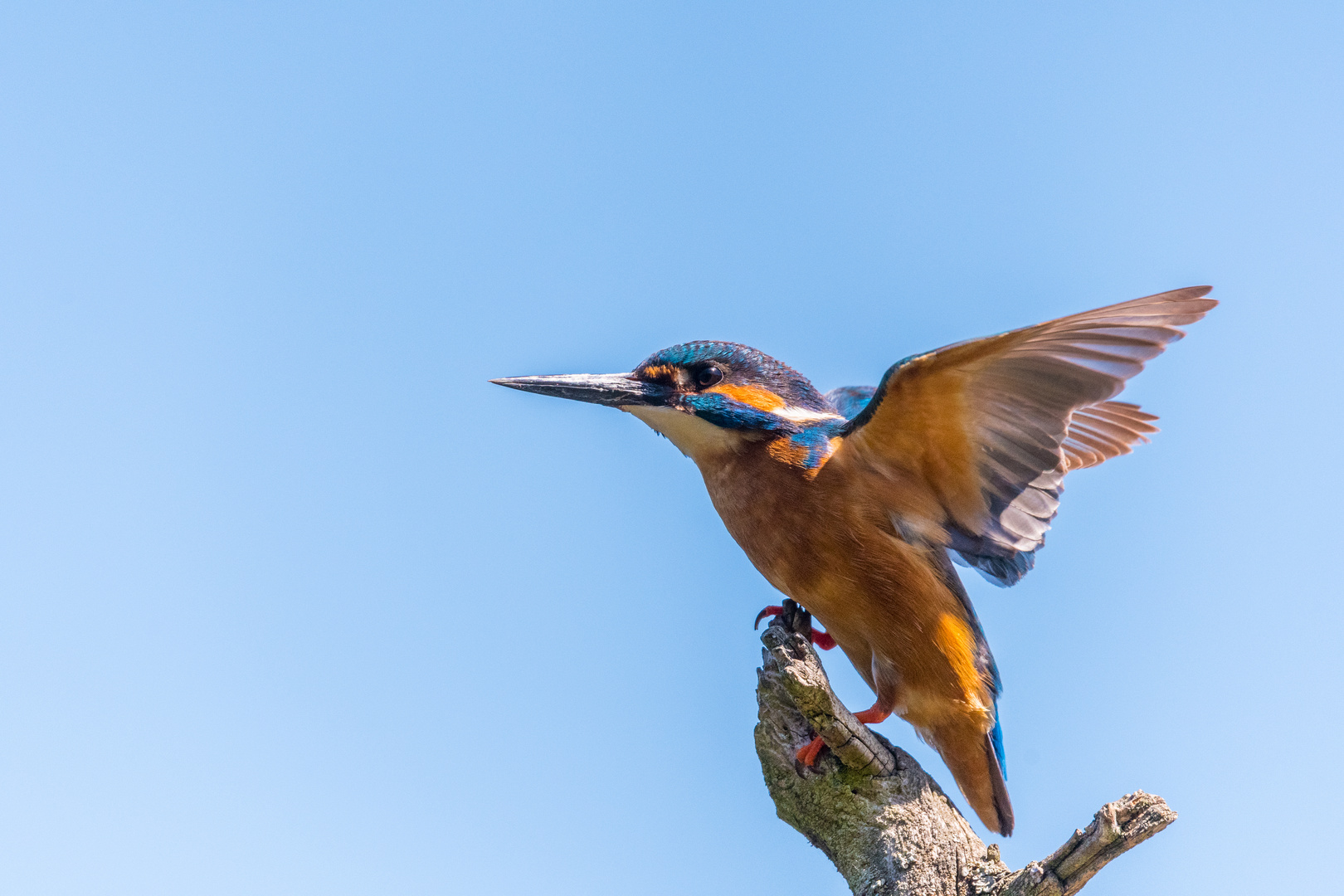 Eisvogel