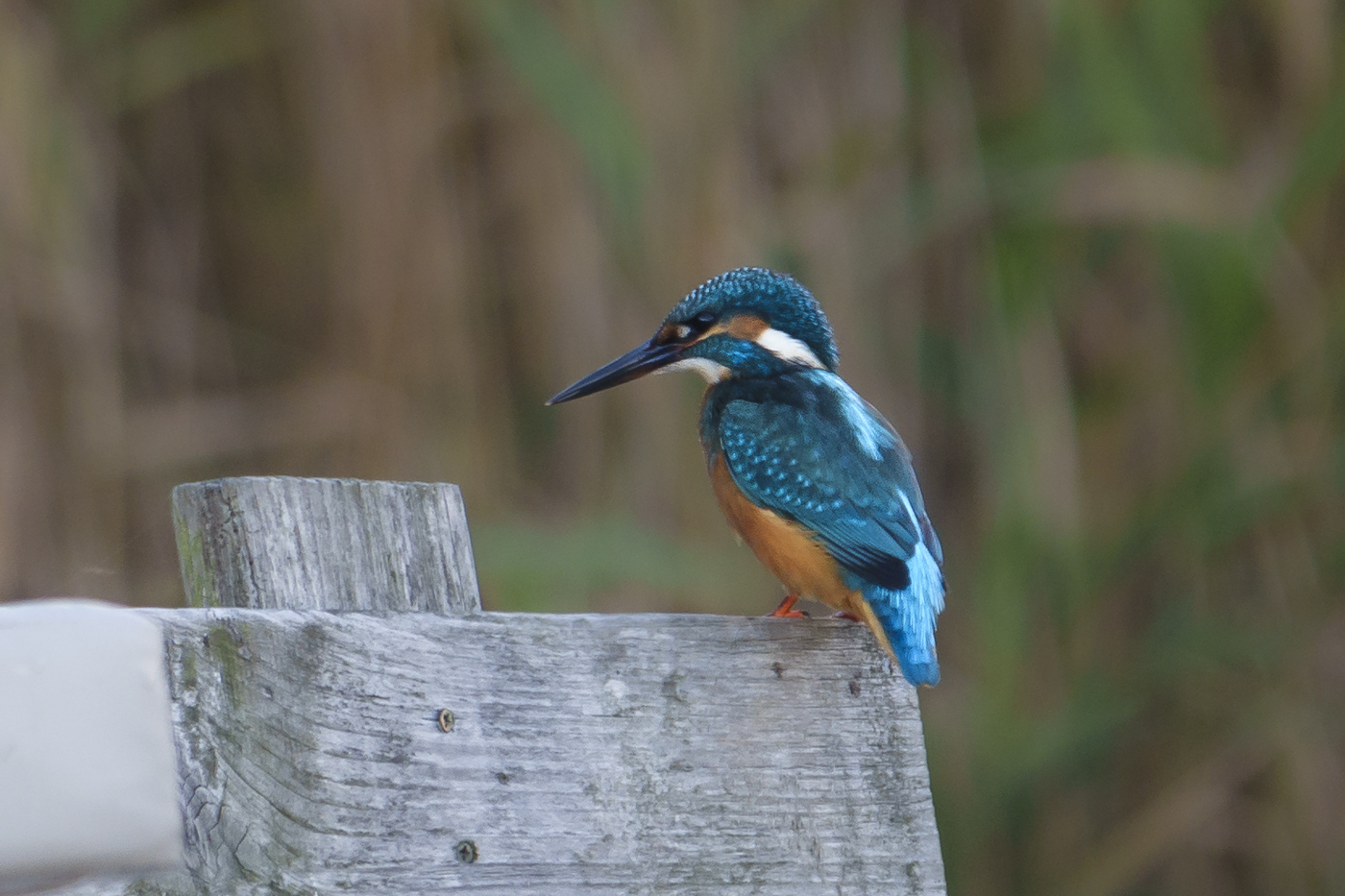 Eisvogel