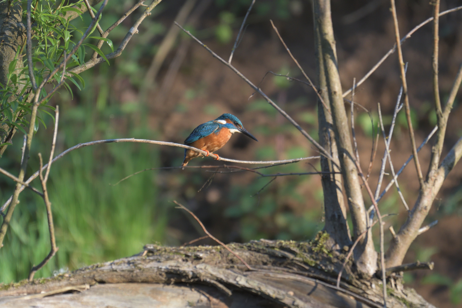 Eisvogel