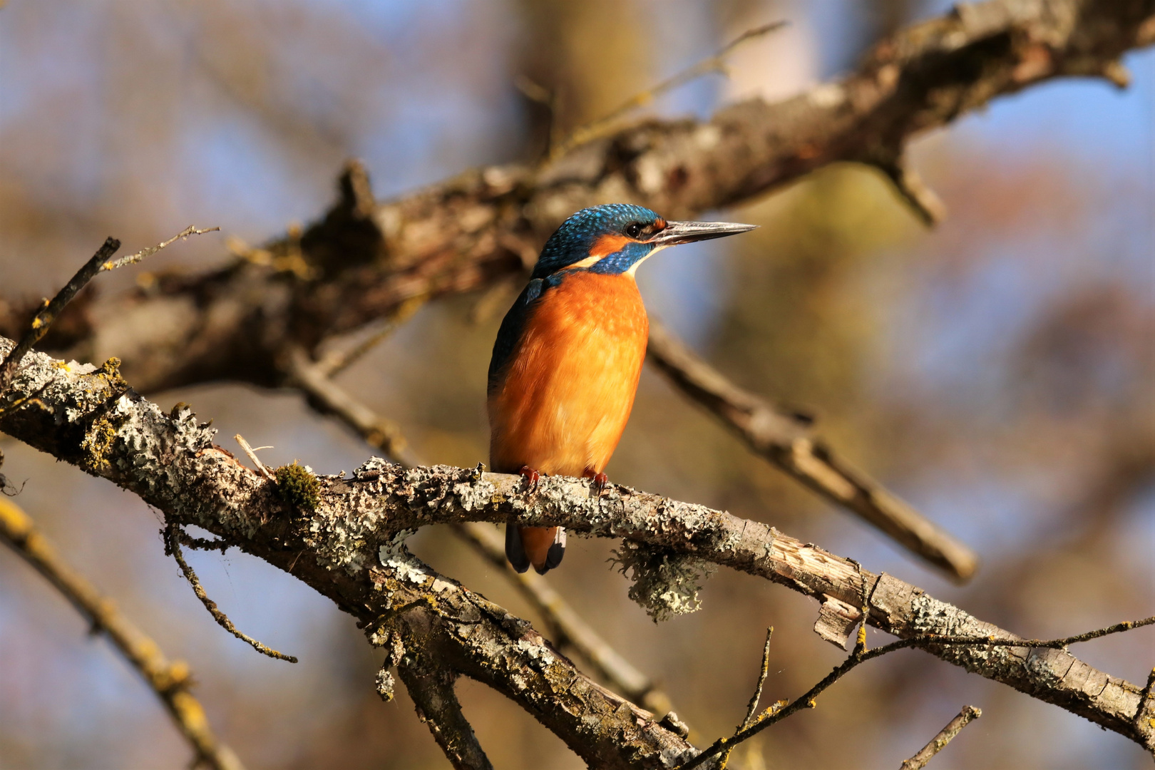 Eisvogel