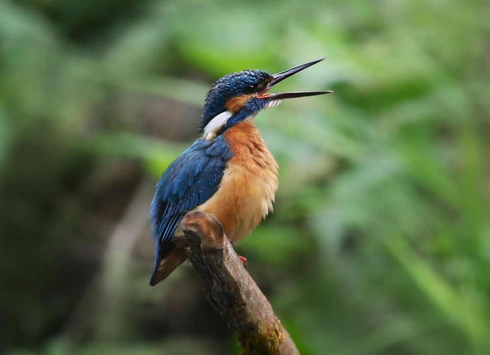 Eisvogel