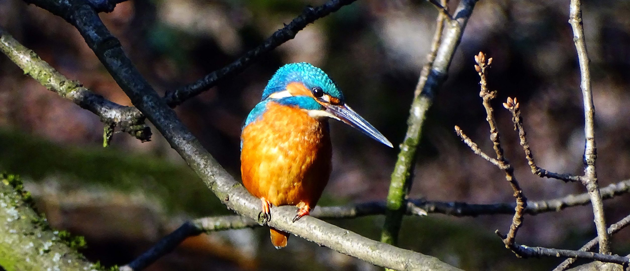 Eisvogel